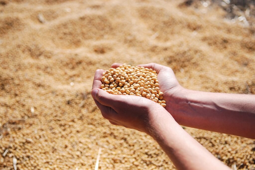 soybean-1831703-1920